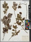 Foto von Salix appendiculata Vill. x Salix caprea L.